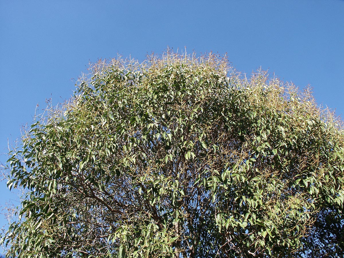 Ligustrum lucidum